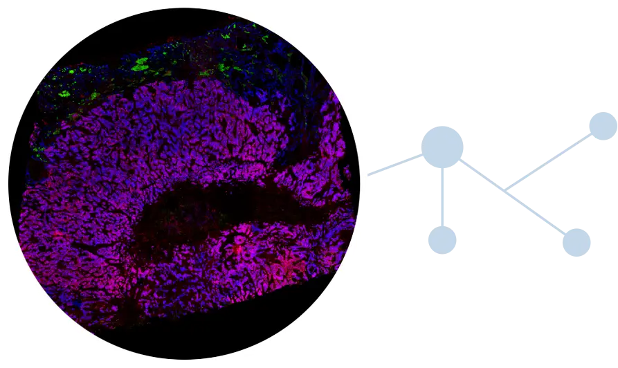 Paletrra spatial proteomics