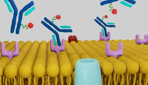 Novel ADCs in oncology trials